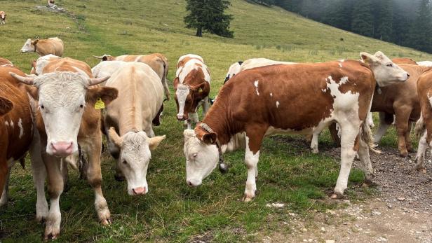 Kühe auf der Alm