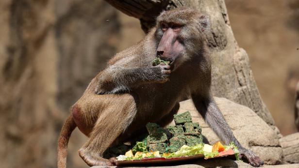 COLOMBIA-ANIMAL-ZOO-CHRISTMAS COLOMBIA-ANIMAL-ZOO-CHRISTMAS