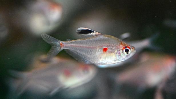 COLOMBIA-ENVIRONMENT-FISH-AQUARIUM-TRADE COLOMBIA-ENVIRONMENT-FISH-AQUARIUM-TRADE