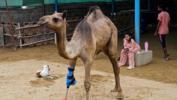 TOPSHOT-PAKISTAN-ANIMAL