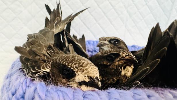 Drei Mauersegler Jungvögel in Strick-Nest