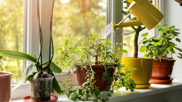 hand with water can watering indoor plants on windowsill