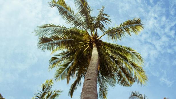 Palmen unter blauem Himmel