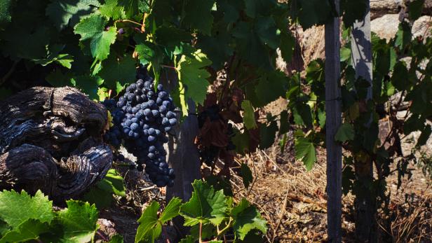 Nahaufnahme einer Traube in einem Weinberg in den Bergen Galiciens.