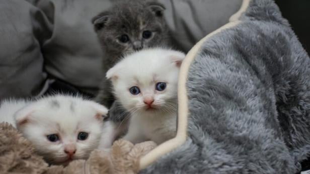 Drei gerettete Katzenbabys