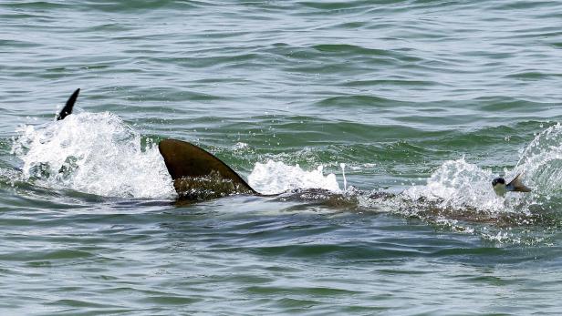 ISRAEL-SHARK-ATTACK Ein vermeintlicher Haiangriff führte zur Sperrung eines Strandes auf Mallorca. (Symbolbild)