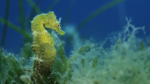 Ein grün-gelbes Seepferdchen bei einem Seegrashalm