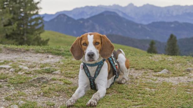 Ein Beagle rastet in den Bergen.