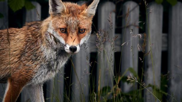 Fuchs in einem Garten