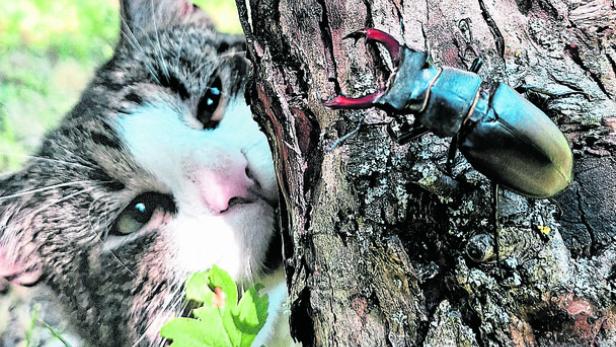 Eine Katze beobachtet einen Hirschkäfer, der auf einem Baumstamm sitzt.