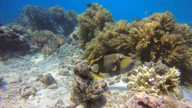 Drückerfisch Drückerfisch schwimmt am Meeresgrund zwischen Korallen