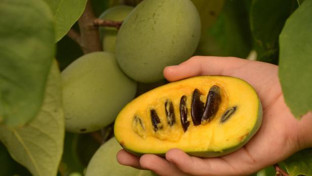 Eine Pawpaw-Frucht wird in einer Hand gehalten.