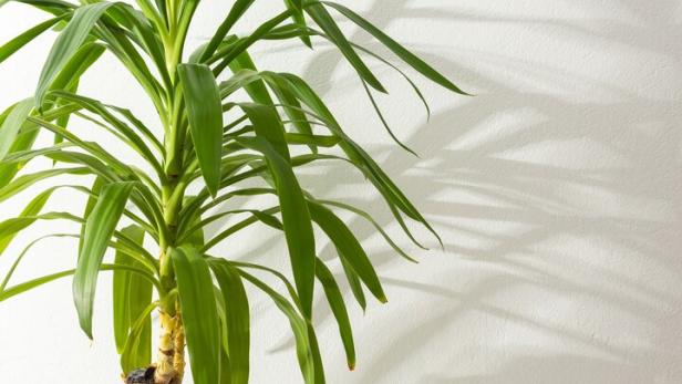 Yucca flower with shadow on a white wall background