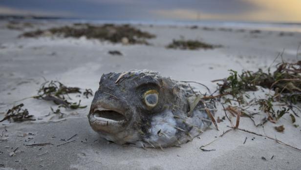 Marine life in South Australia harmed by a toxic algal bloom