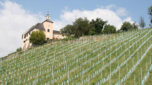 12.07.2013: Weinbau in Kärnten in Schloss Thürn bei St. Andrä im Lavanttal; hier hat Erwin Gartner Flächen für den Weinbau gepachtet