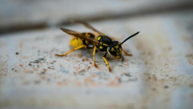 Wespe auf Steinboden