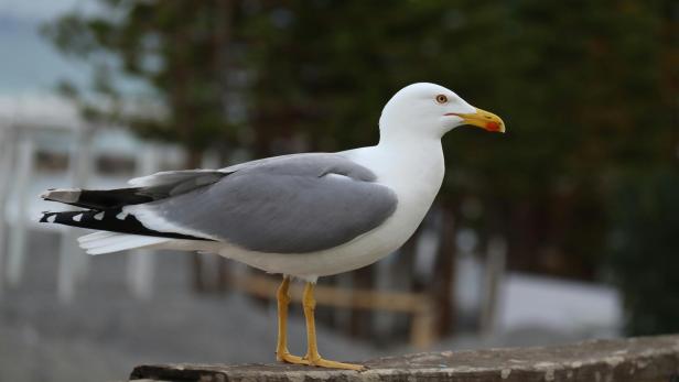 Frau nahm Möwe mit ins Zimmer und steckt sich mit Vogelgrippe an.