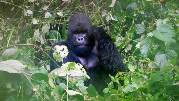 FILE PHOTO: A mountain gorilla is photographed in Virguna National Park