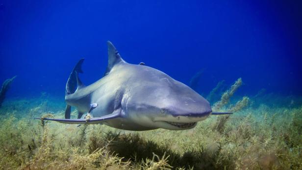 Bullenhai schwimmt am Meeresgrund