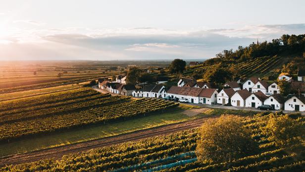Weinberge im abendlichen Sommerlicht