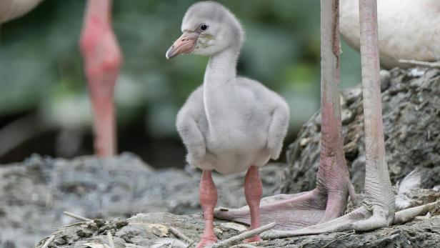 Babyflamingo Nachwuchs in Zoo Schönbrunn