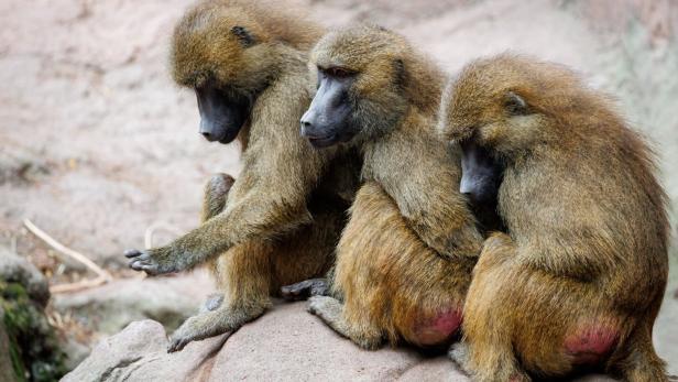 ++ ARCHIVBILD ++ Guinea-Paviane im Tiergarten Nürnberg ++ ARCHIVBILD ++ Guinea-Paviane im Tiergarten Nürnberg