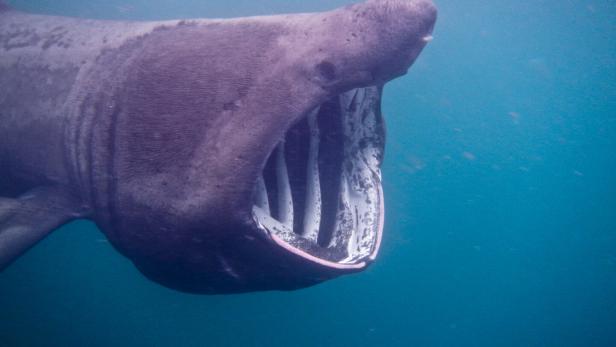 Ein Riesenhai mit geöffnetem Maul im Wasser vor Schottland.