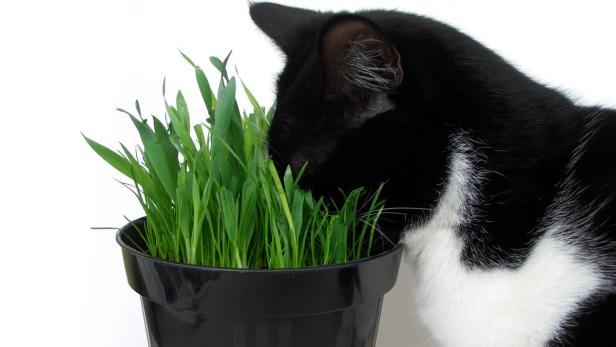 Katzengras sollte in Bio-Qualität angeboten werden.