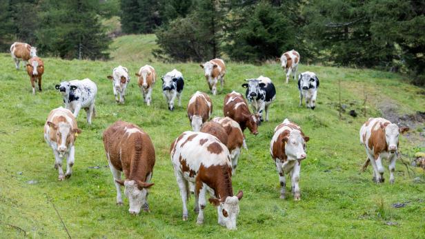 Geschlossene Gesellschaft: Kühe auf der Alm