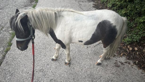 Pony auf einer Straße