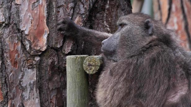 SAFRICA-CONSERVATION-ANIMAL-BABOON