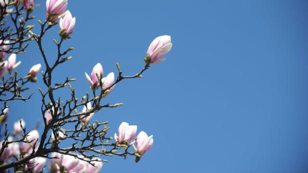Magnolienblüten vor einem strahlend blauen Himmel.
