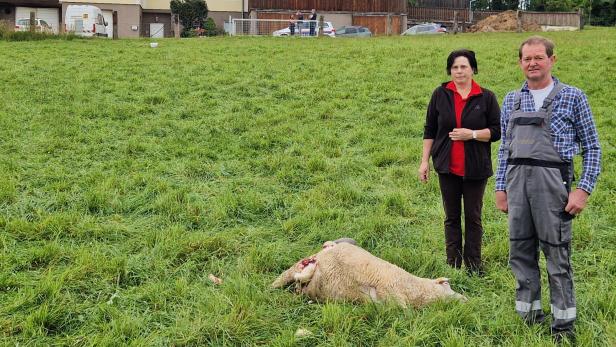Ein Paar neben einem toten Schaf im Gras.