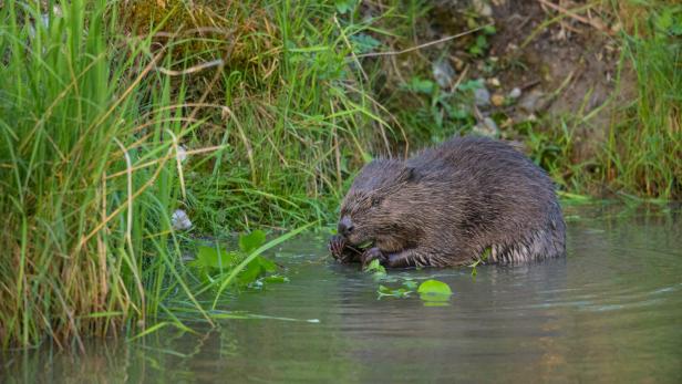 A Eurasian beaver eating in the morning A Eurasian beaver eating in the morning