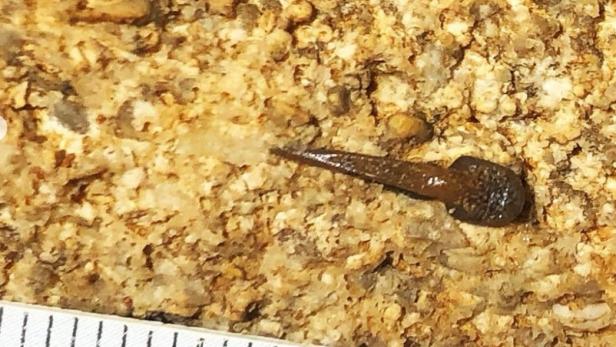 340 Millionen Jahre: Uralt Hai-Fund erstaunt die Wissenschaft.