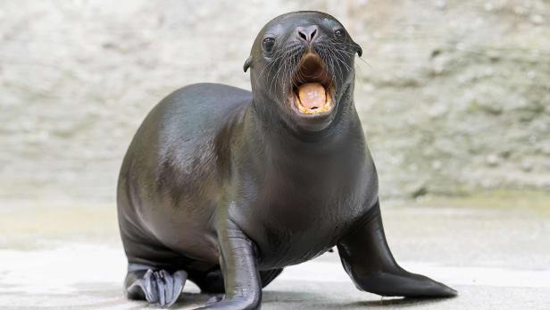 Baby-Mähnenrobbe