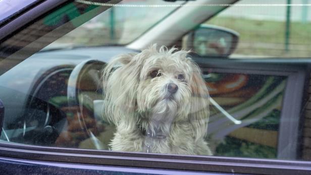 Fluffy Chinese crested dog waiting for his owner in a car