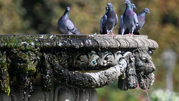 Tauben sitzen auf einem Brunnen