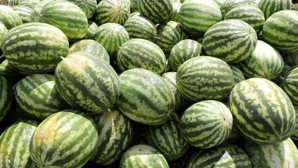 Watermelon harvest in Tunisia