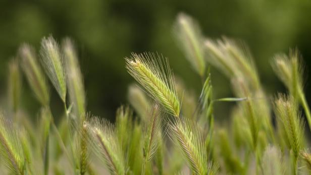 Hordeum murinum, Mouse barley, Wild barley