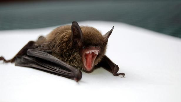Fledermaus reißt ihr Maul weit auf und zeigt die spitzen Zähne