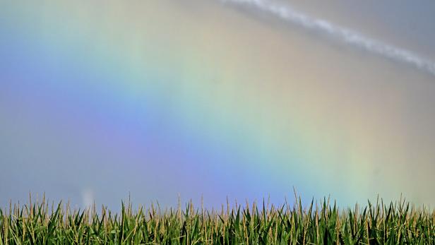 REgenbogen über Feld