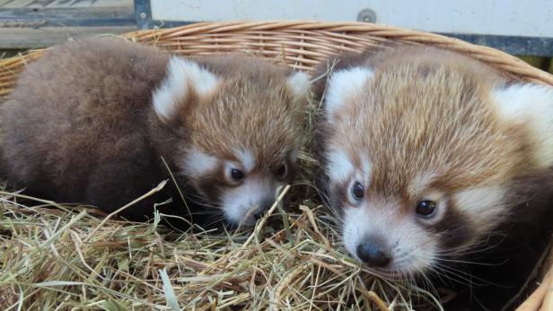 PANDA-stischer Nachwuchs in der Tierwelt Herberstein