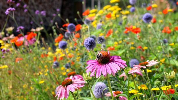 Wilde Blumenwiese