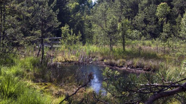 Moorlandschaft
