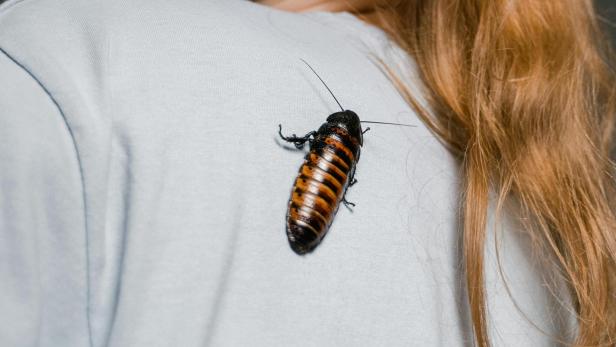 Kakerlake kriecht an einer Frau an ihrem T-Shirt
