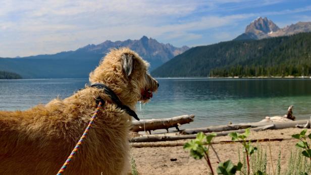 Achtung vor Sparziergängen am See: Hunde sind durch Blaualgen gefährdet.