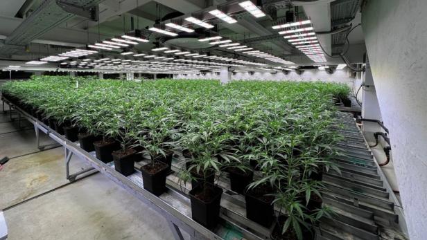 Cannabisplantage in Vorarlberg