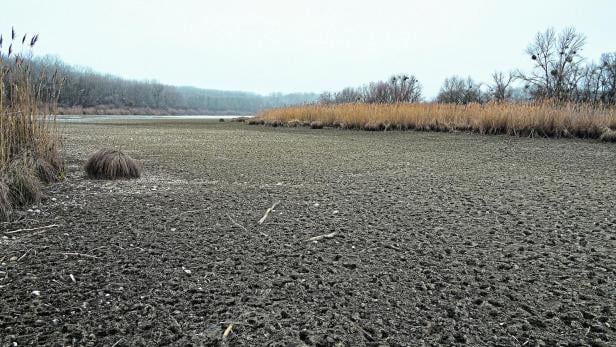 Austrocknung: Neue Resolution zur Rettung der Unteren Lobau