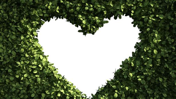 Hedge with a heart-shaped hole